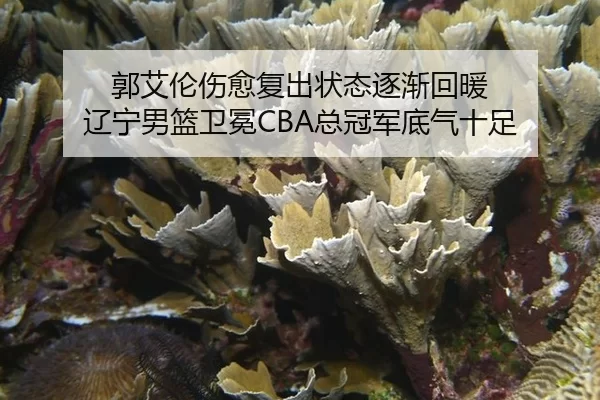 郭艾伦伤愈复出状态逐渐回暖 辽宁男篮卫冕CBA总冠军底气十足